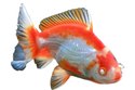 Poisson rouge