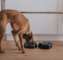 Gamelle design pour chien