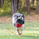 KONG Extrême pour chien