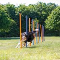 Slalom d'agility