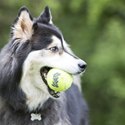 Balle et ballon KONG pour chien