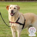 Harnais anti-traction pour chien