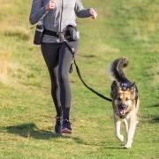 Ceinture laisse canicross pour chien