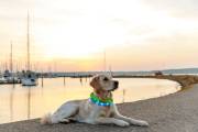 Collier USB lumineux bleu pour poils longs pour chien
