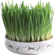 Gamelle avec herbe à chat