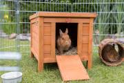 Cabane pour lapin et cochon d'Inde en pin