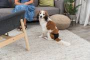 Couche pour chienne noire