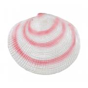 Coquillage fluo pour aquarium 6/9 cm