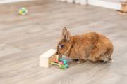 Jouet cube snack pour rat et lapin nain