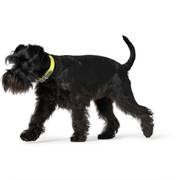 Collier pour chien Convenience jaune Hunter