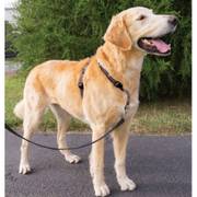 Harnais Easy Walk noir 3 en 1 pour Chien