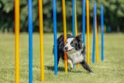 Slalom Agility pour chien Trixie