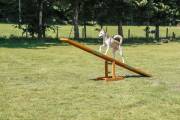 Bascule Agility pour chien Trixie