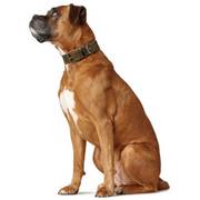 Collier en cuir Aalborg Spécial olive pour chien Hunter