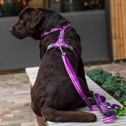 Harnais Walk Air confort PASSION DOG Copenhagen pour chien