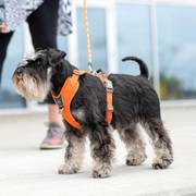 Harnais Comfort Walk Pro anti-traction avec poignée pour chien orange DOG Copenhagen
