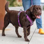 Harnais Comfort Walk Pro PASSION DOG Copenhagen pour chien