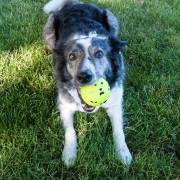 KONG Jouet reflex ball large pour Chien