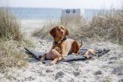 Tapis confortable pour chien noir