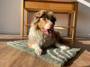 Tapis chauffant isolant qui capte la chaleur pour chien et chat