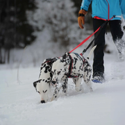 Harnais Polar Quest pour sport canin rouge/noir pour Chien