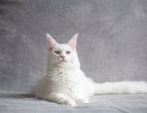 Race Maine coon