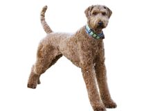 Race Airedale Terrier