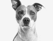 Race Staff, Amstaff, American Staff