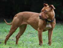 Race American Pitbull Terrier