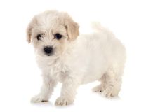 Race Bichon Frisé