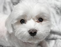 Race Bichon Maltais
