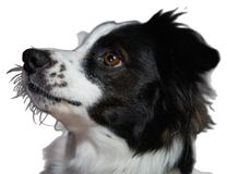 Race Border Collie