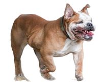 Race Bouledogue Anglais