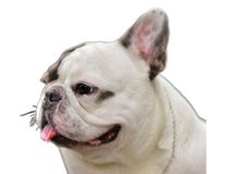 Race Bouledogue Français