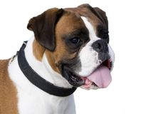 Race Boxer