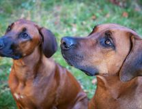Race Rhodesian Ridgeback