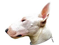 Race Bull Terrier