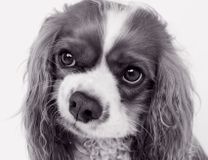Race Cavalier King Charles