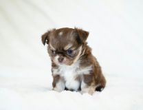 Race Chihuahua