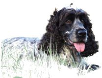 Race Cocker Spaniel Anglais