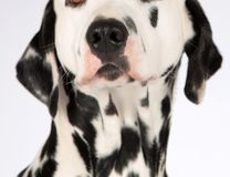 Race Dalmatien