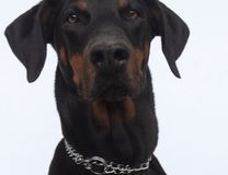 Race Dobermann