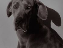 Race Dogue Allemand - Danois