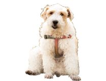 Race Fox Terrier