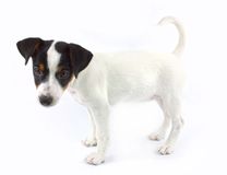 Race Jack Russell