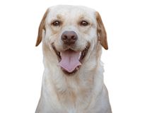 Race Labrador Retriever