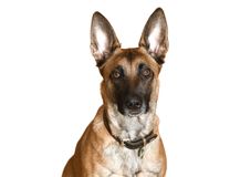 Race Malinois