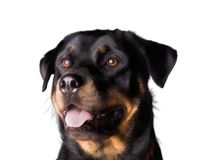 Race Rottweiler