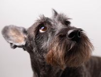Race Schnauzer