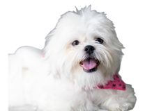 Race Shih Tzu